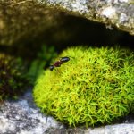 Uno degli ambienti delle Marittime riprodotto nel Giardino botanico Valderia - Foto p.g.c. Cooperativa Montagne del Mare